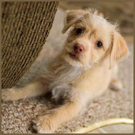chi poo chihuahua poodle mix info puppies temperament picture