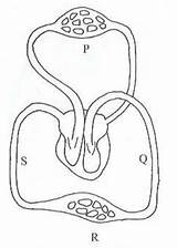 Circulatory Sequence Correct sketch template