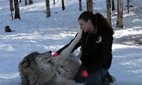 Giant Timber Wolf Plays With Wildlife Worker In Adorable Footage