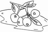 Blueberry Bush Coloring Pages Delicious Fruit sketch template