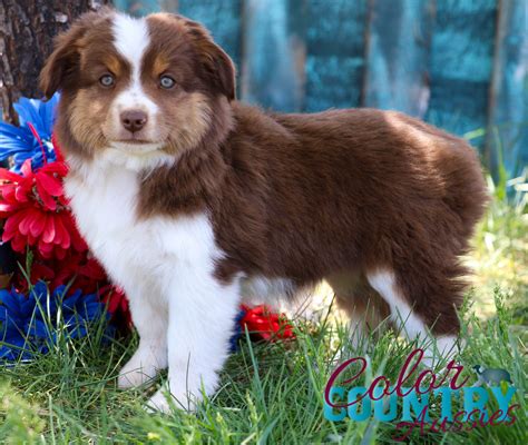 midnights red tri female  color country aussies