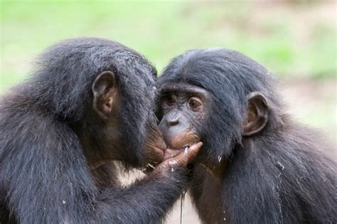 “politically depressed” the ranch chimp journal bonobos cbs 60 minutes the femdom queendom