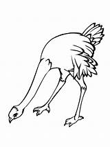 Ostrich Coloring Pages Printable Kids sketch template