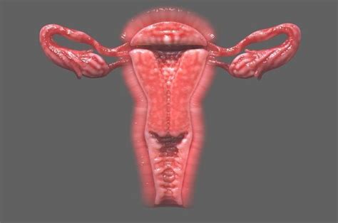 Uterus Section Genitalia 3d Cgtrader
