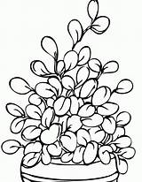 Coloring Plant Plants Pages Herbs Flowers Potted Drawing Trees Printable Kids Jade Handipoints Para Parts Plantas Colorir House Color Flower sketch template