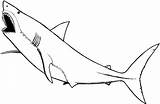Mewarnai Hewan Laut Hiu Sketsa Shark Gambarcoloring Ikan Kumpulan Binatang sketch template