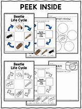 Beetle Mealworm sketch template
