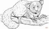 Coloring Pages Monkey Aye Branch Lemur Animals Printable Crafts sketch template
