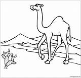Desert Coloring Pages Camel Animals Kids Print Drawing Color Through Go Getdrawings Getcolorings sketch template