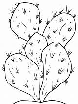 Coloring Cactus Pages Flower Recommended sketch template