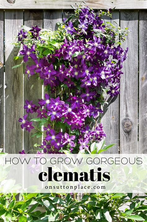 clematis vine growing tips care  sutton place