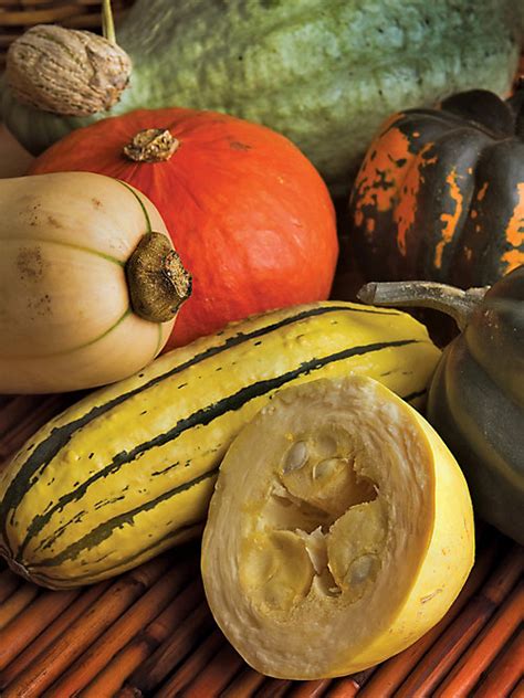 Squash Varieties Tractor Supply Co