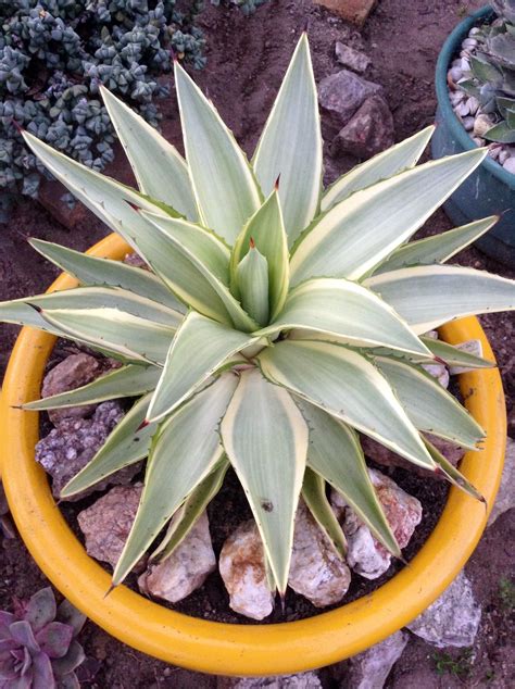 agave desmettiana joe hoak growing succulents succulents