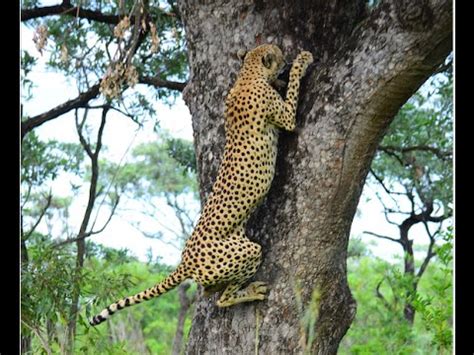tree climbing cheetah  albasini road  kruger park youtube