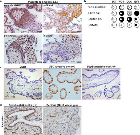 Staining For Signalling Pathways In First Trimester Placenta And
