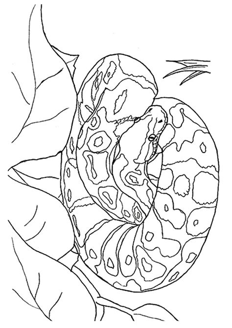 snake coloring pages books    printable