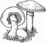 Mushroom Squidoo sketch template