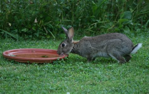 do rabbits need water celia haddon