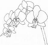 Orchids Drawing Uncolored Getdrawings Deviantart sketch template