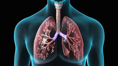 natural remedies  lung function top natural remedy