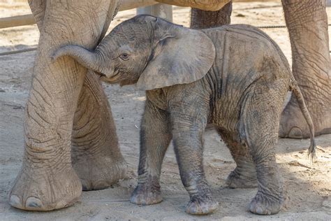 san diego welcomes biggest  elephant calf born   zoo