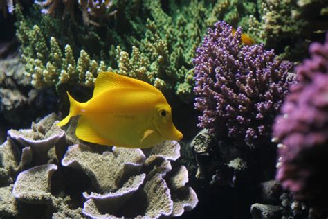 images sea water ocean animal underwater tropical fishing