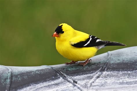 american goldfinch  stock photo public domain pictures