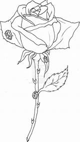 Rose Drawing Outline Outlines Roses Drawings Line Stem Long Single Ladybugs Vector Getdrawings Background Deviantart sketch template