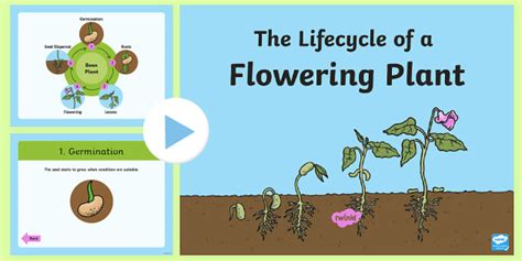 life cycle   plant ks powerpoint science resource