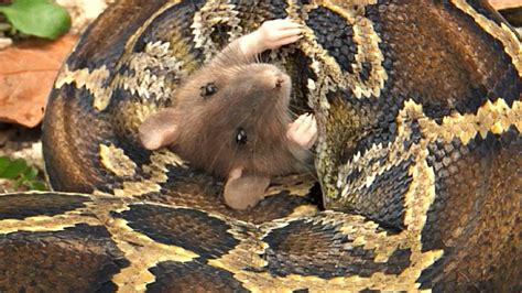 python eats rat  time lapse speed  youtube