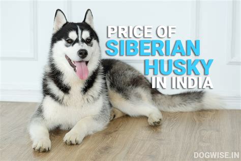 siberian husky price  monthly expenses  india dog wise