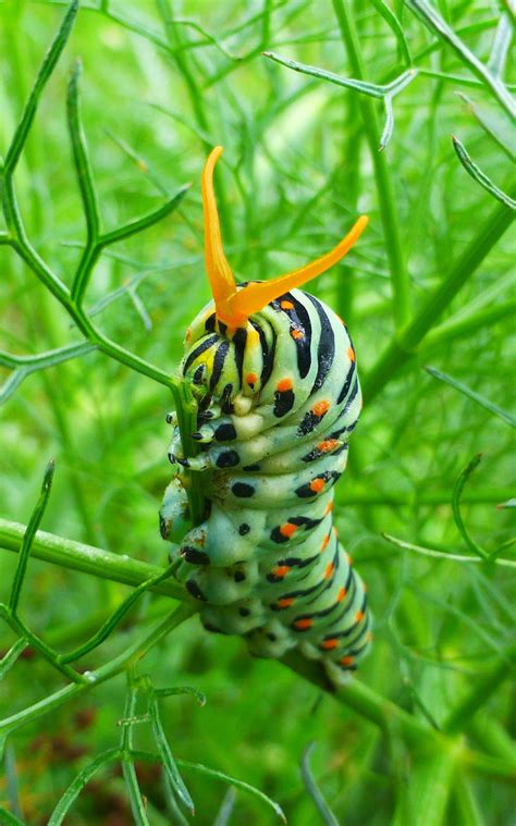 lisis nature pix swallowtail butterfly caterpillars