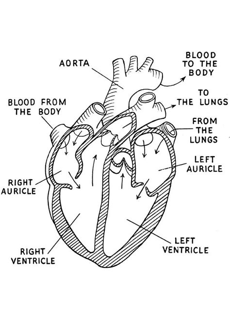 top galery heart anatomy coloring pages