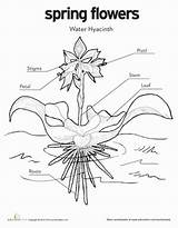 Hyacinth Water Coloring Education Worksheets sketch template