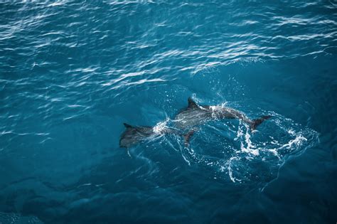 swim  dolphins responsibly big island diy  tours