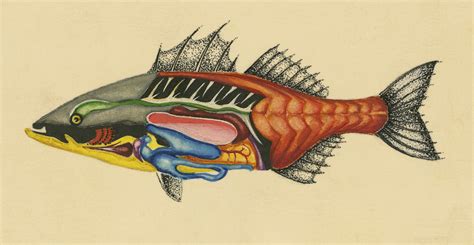 complete anatomy   fish