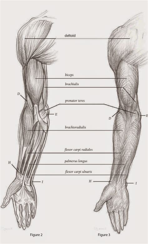 drawings depicting  arm front view