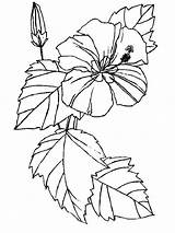 Hibiscus Pages Coloring Flower Flowers Printable sketch template