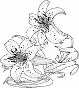 Coloring Lily Pages Flowers Flower Adult Printable Anycoloring Getdrawings Getcolorings Color sketch template