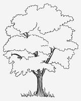 Trees Pngkey sketch template