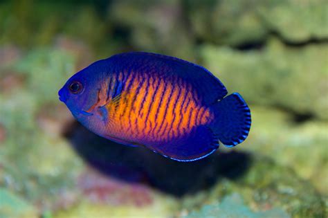 coral beauty angelfish    angel marine fish algaebarn