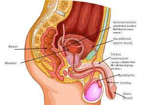 Male masturbation pancreatic gland