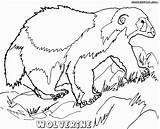 Wolverine Coloring Animal Pages Print Getdrawings Drawing sketch template