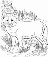 Coyote Coloring Pages Realistic Template Animals sketch template
