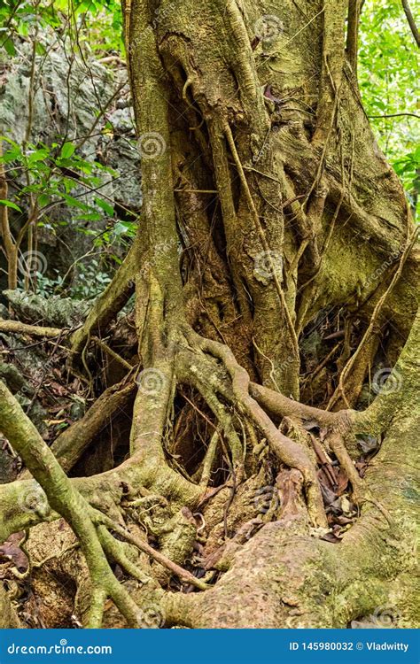 tree roots green forest botanical garden stock photo image  land outdoor