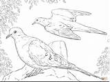 Dove Mourning Doves Ausmalbilder Zwaluw Zwei Designlooter sketch template