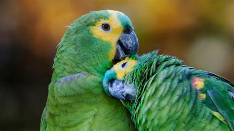 amazon parrots pet health insurance tips