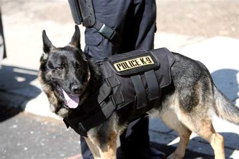 charged   death  police dog  hot car