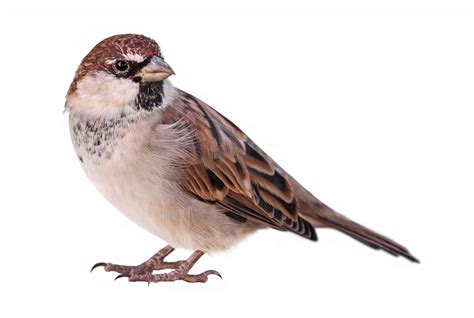 The Story Of A Sparrow