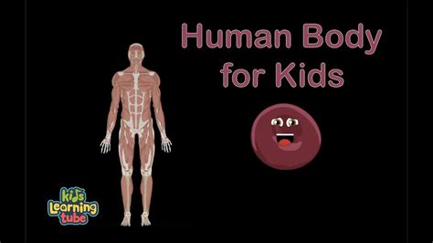 human body systems  kidshuman anatomy  kidshuman anatomy